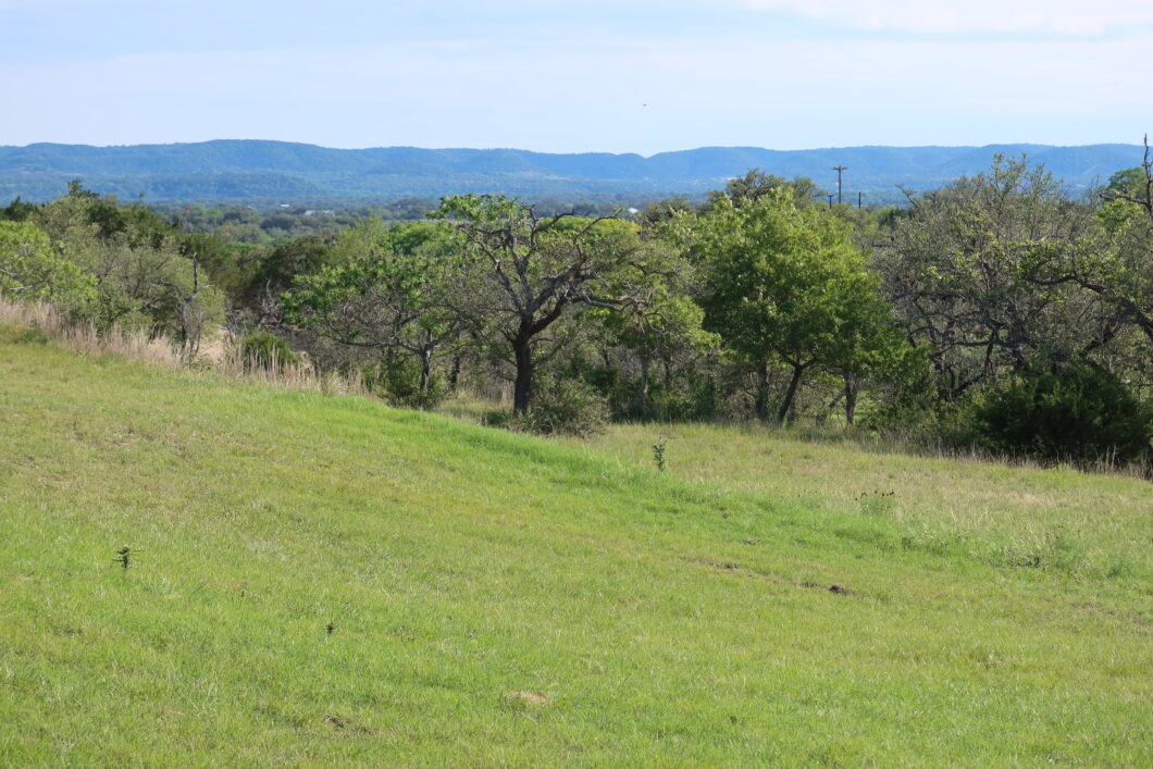 A grassy field with trees in the background