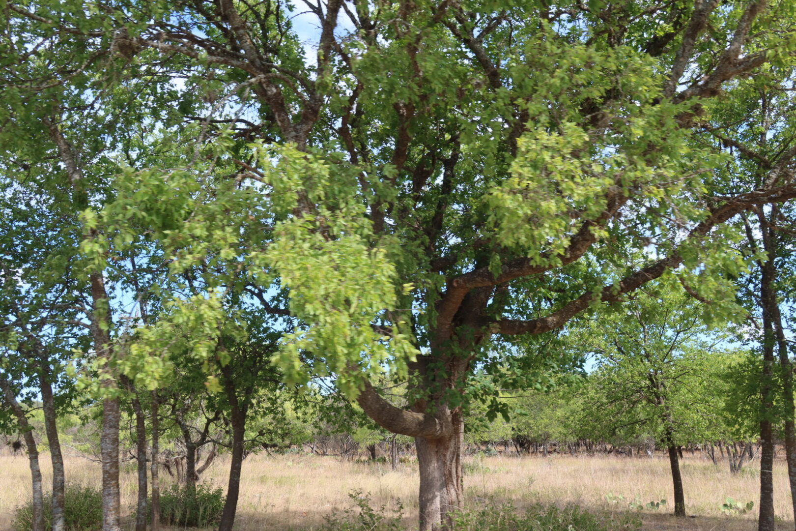 10 Lots for Sale in the City of Bandera Texas. Teich Properties, LLC